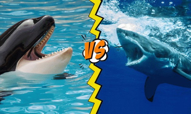 Killer Whale Vs Shark