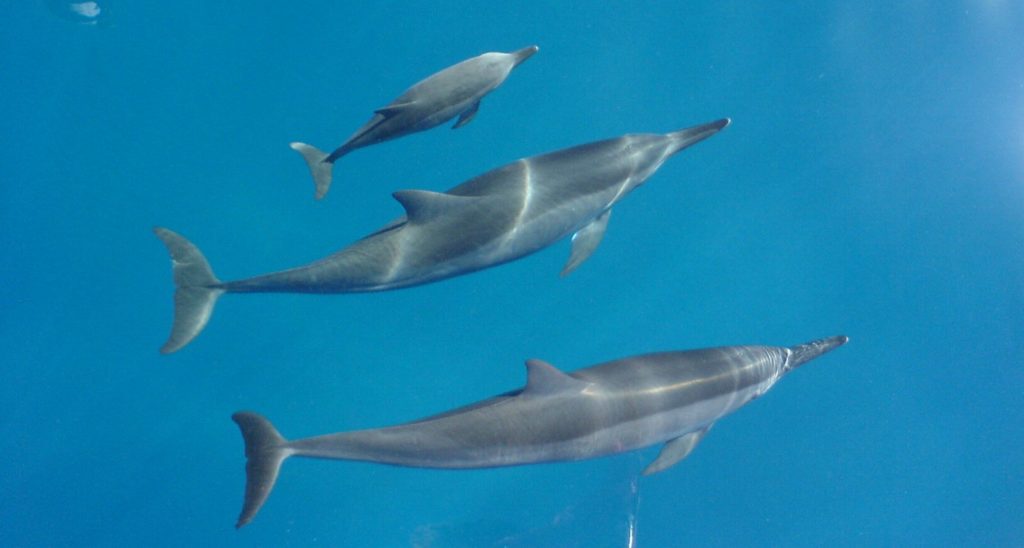 family of dolphins