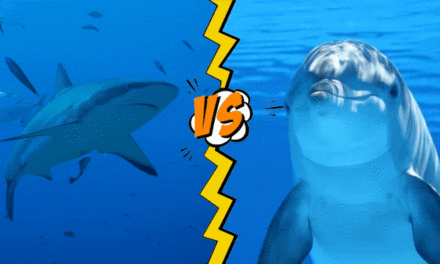 Dolphin vs Shark