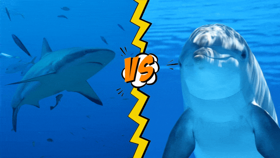 Dolphin vs Shark