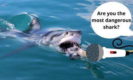 What are the Most Dangerous Sharks?