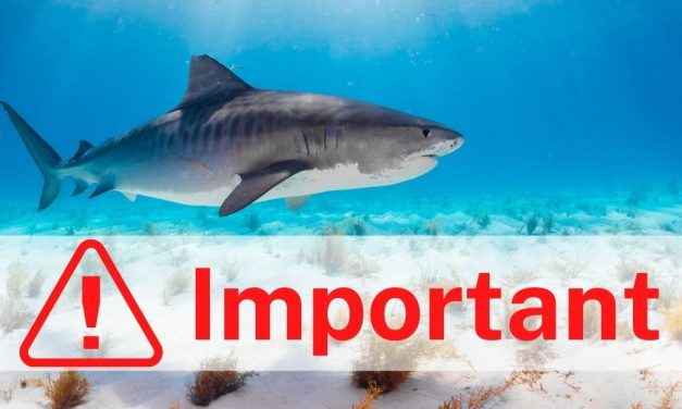 Why are sharks important?