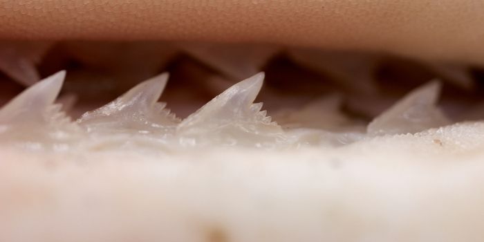 shark teeth closeup