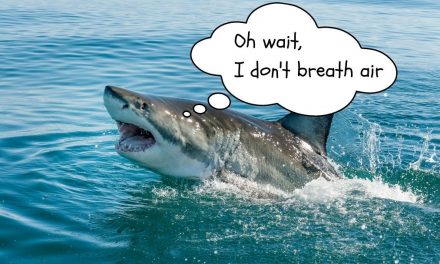 How do sharks breathe?
