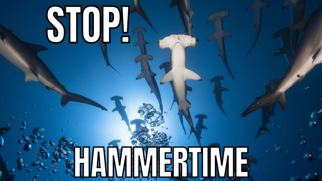 Great Shark Memes
